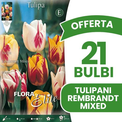 OFFERTA 21 BULBI AUTUNNALI TULIPANO REMBRANDT MIX DI COLORI BULBS BULBES