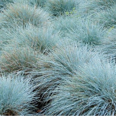 4 x Fétuque bleue  - Festuca glauca 'Elijah Blue'  - godet 9x9
