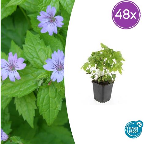 Lot de 48 Géraniums Vivaces Geranium nodosum Couvre-sol Fleurs Violettes Pot Ø 9 cm 10-25 cm - PANGIVO (1/5)