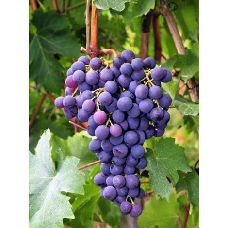 Vigne Ampelia® 'Aladin' Pot de 1,5L/2L (1/2)