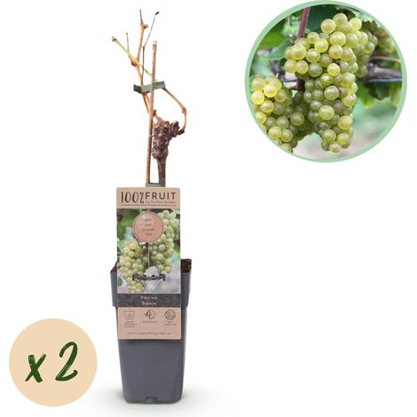 Lot de 2 Vignes Vitis vinifera Bianca Raisin Blanc de Table Greffée Pot 15 cm Hauteur 50 cm - PANGIVO (1/4)