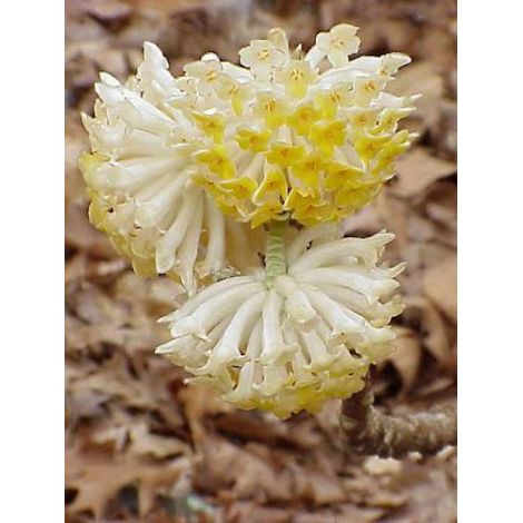 Buisson à papier Pot de 3L/4L (1/4)