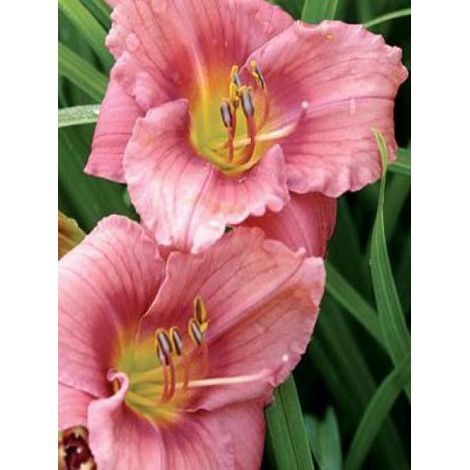 Lis d'un jour, Hémérocalle 'Rosy Returns' Godet de 8/9 cm
