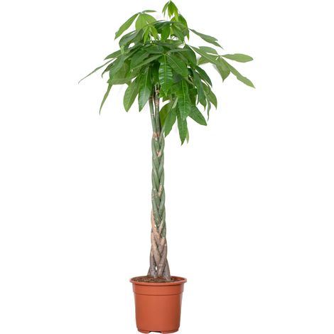 Bloomique - Pachira Aquatica - Arbre à argent - Cacao d’eau - Plante d’intérieur - Dépolluante - Facile à entretenir - Hauteur 120-140 cm - Pot 27 cm (1/5)