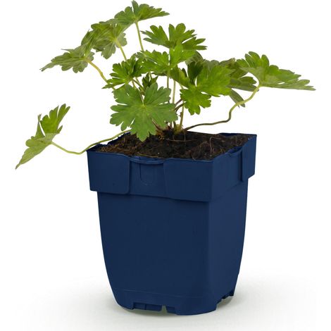 Géranium Vivace 'Rozanne' Plante Couvre-sol Longue Floraison Bleu Violet 1 Plante Pot Ø 11 cm - PANGIVO (1/5)