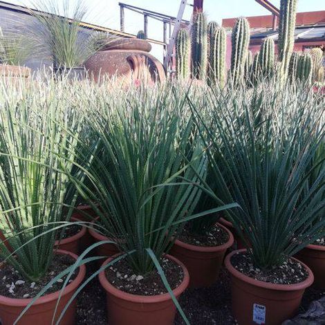 Dasylirion serratifolium – Plante ornementale résistante pour jardins secs