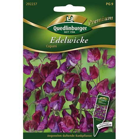 Quedlinburger Saatgut – Pois de senteur « Cupani » – Graines de fleurs, variété historique, pourpre et violet, 180 cm