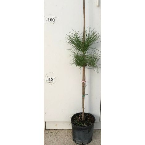 PIANTA DI PINUS PINEA PINO DA FRUTTO IN VASO  CM 20 ALTEZZA 80 CM (foto reali)