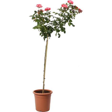 Rose Rosso Sfumato Avorio Alberello - Piante Vere Fiorite da Esterno - Pianta Decorativa - H 180-190 cm Vaso da Coltura Ø 22 cm (1/3)