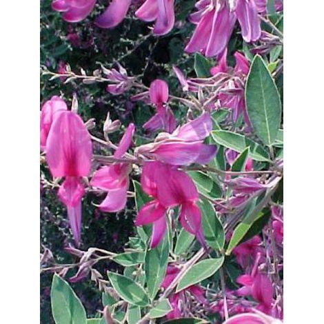 Lespedeza thunbergii Pot de 2L/3L (1/4)
