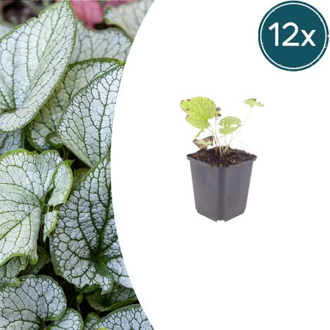 Lot de 12 Brunnera macrophylla 'Jack Frost' Vivace d'Ombre Feuillage Argenté 10-25 cm Pot Ø 9 cm - PANGIVO (1/5)