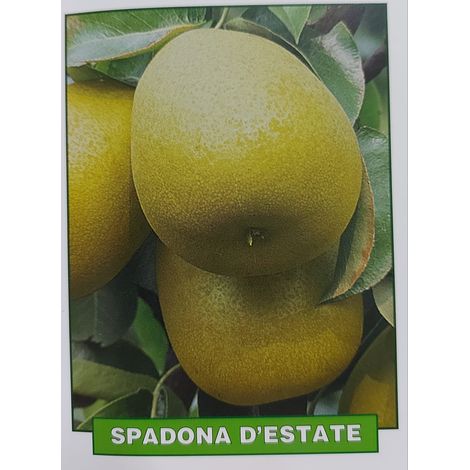 Pera Spadona d'Estate - pianta di 3 anni