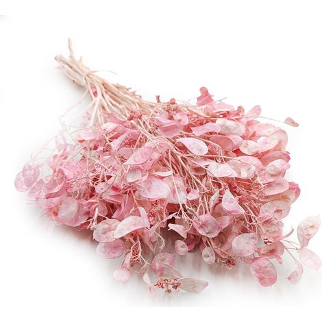 Mondschein - (Getrocknete Lunaria) - Rosa (1/5)