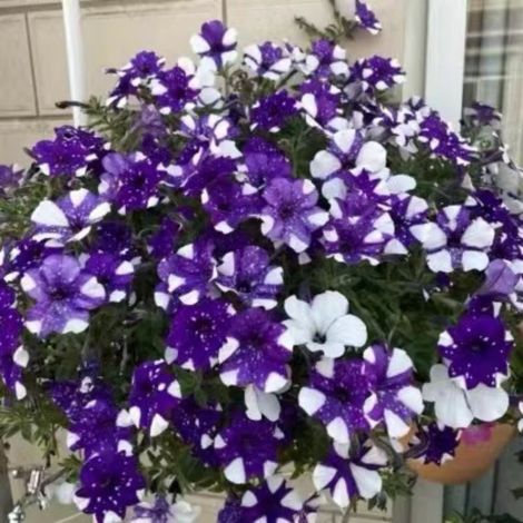 Graines Pétunia Retombant – Fleurs Balcon Suspendu – Floraison Dense (1/4)