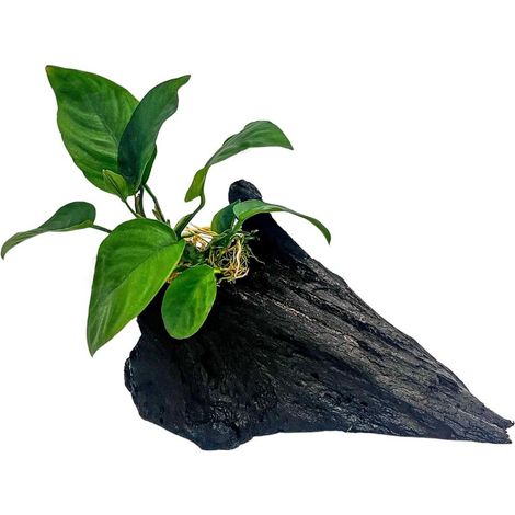 Aquarium Pflanze Anubias barteri auf Mangrovenwurzel AquaOne