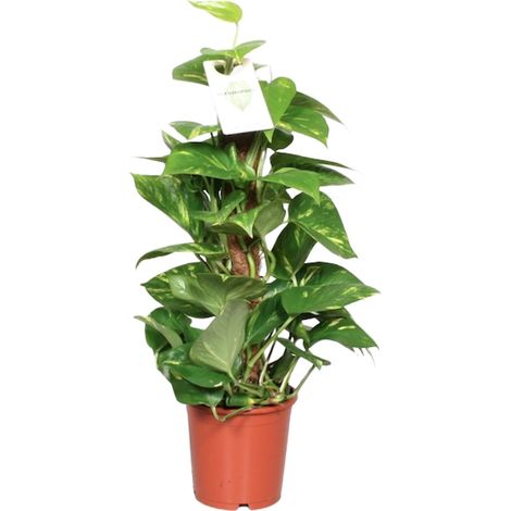 Epipremnum Pinnatum - Pothos Doré Plante d'Intérieur Grimpante - Ø15cm H60cm - PANGIVO (1/4)