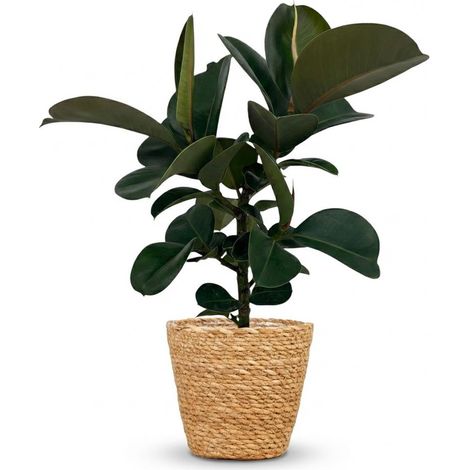 Plante d'intérieur Ficus Elastica Cloe Caoutchouc Vert avec Panier - Pot 19 cm - Hauteur 65 cm - PANGIVO (1/5)