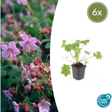 Lot de 6 Géraniums Vivaces Macrorrhizum Ingwersen's Variety Couvre-sol Rose Pâle Ø 9 cm - PANGIVO (1/5)