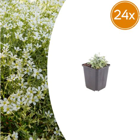 Plante Vivace Couvre-Sol Cerastium tomentosum pour Rocaille et Bordure Fleurs Blanches Lot de 24 (1/5)