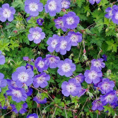 4 x Géranium vivace - Geranium 'Rozanne' - godet 9x9 cm