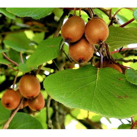 Pack de 5 Plantas Kiwis. 4 Femeninos Hayward y 1 Masculino