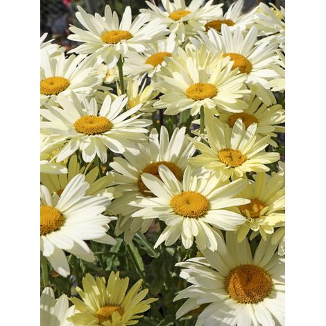 Marguerite 'Broadway Lights Leumayel' Pot de 2L/3L