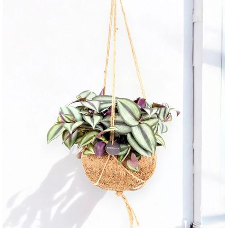 Gardenaria Tradescantia zebrina 'Purpusii' kokedama - Pianta da interno ornamentale - Altezza: 25 cm (vaso 15) (1/5)