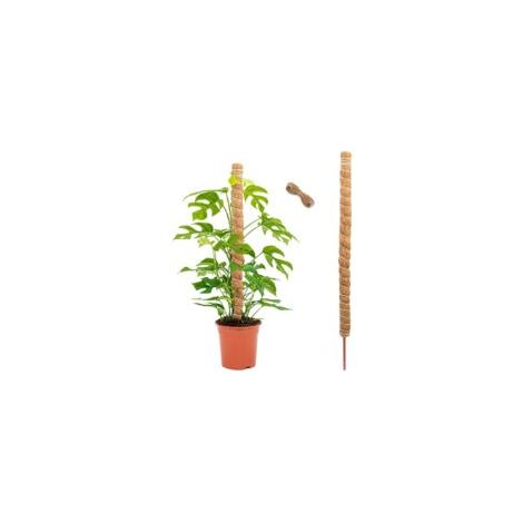 tuteurs pour plantes Monstera, tuteurs en mousse et fibre de coco, 120 cm, bâton de support pour plantes grimpantes (1/5)