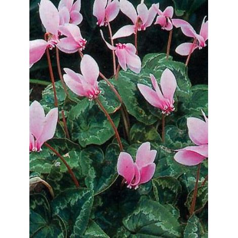 Cyclamen de Naples Bulbe calibre 10+ (par 10)