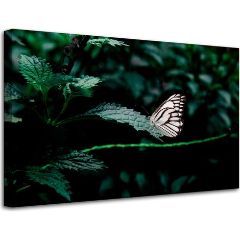 Leinwanddruck Natur Schmetterling auf einem Blatt 80x50 cm