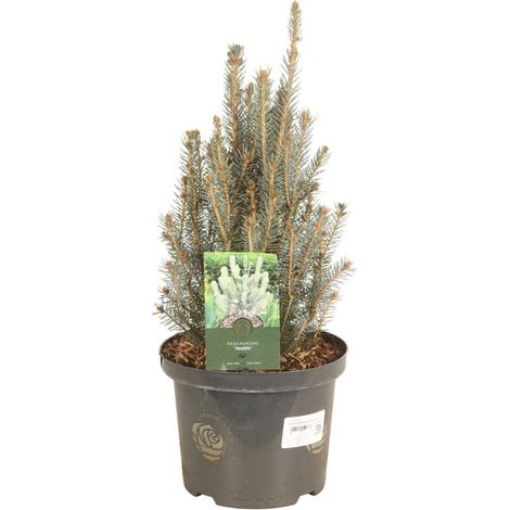 Épicéa bleu 'Scottie' Pot 5L 40cm - Picea pungens Scottie (1/2)