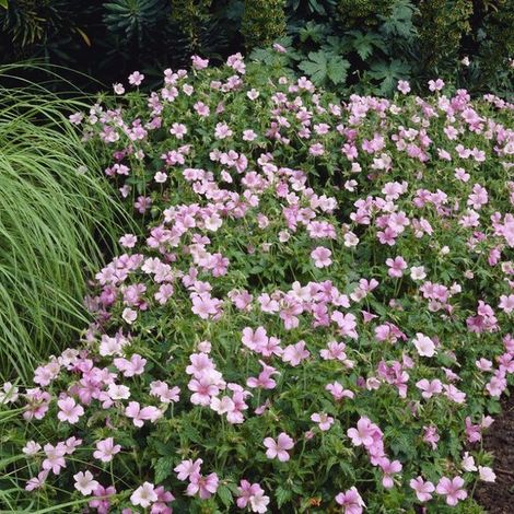 6 géraniums 'Wargrave Pink' - Couvre-sol / Plante de jardin rustique - Géranium 'Wargrave Pink' en pot de 9 x 9 cm, hauteur 5-10 cm (1/5)