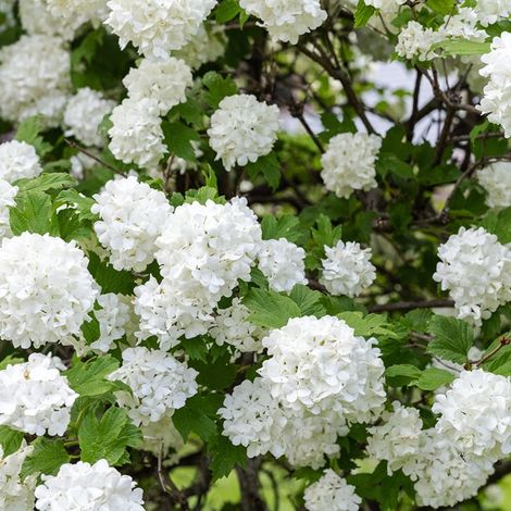 Hortensia à grandes feuilles 'Sœur Thérèse' (Hydrangea macrophylla 'Soeur Thérèse') (1/3)
