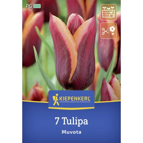 Kiepenkerl Herbstblumenzwiebel Triumph-Tulpe Muvota 7 Stück (1/2)
