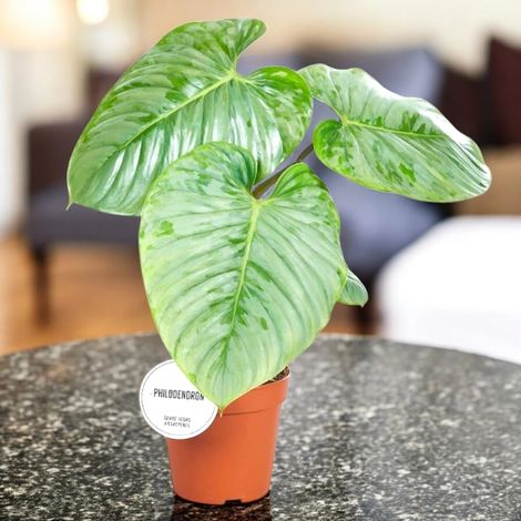 Gardenaria Philodendron 'Sodirol' - Pianta da interno ornamentale - Altezza: 30 cm (vaso 15) (1/4)