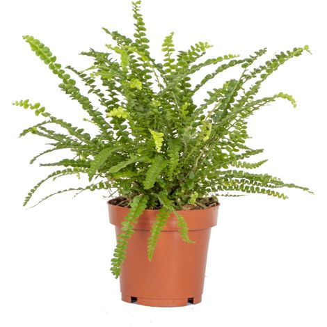 Bloomique - Nephrolepis Duffi - Fougère frisée - Plante d’intérieur - Dépolluante - Sans danger pour les animaux - 20-30 cm de haut - Pot 12 cm