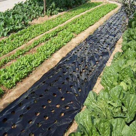 Lot de 2 toiles de paillage perforées pour jardin - Paillis noir résistant
