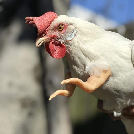 Bras de poulet fantaisie, cadeau rigolo, déguisement de poulet, jouet pour oiseau