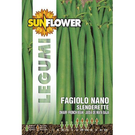 Graines de haricot Nano Slenderette Tournesol