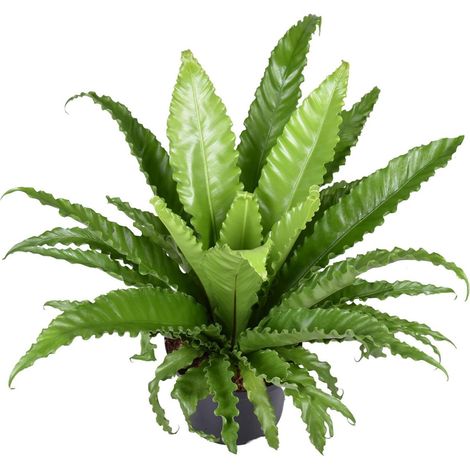Asplenium Osaka Fougère d’Intérieur Décorative Feuillage Ondulé Vert Pot 23 cm Hauteur 60 cm - PANGIVO