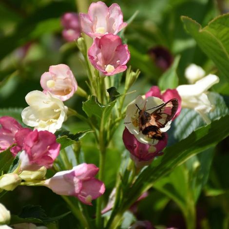 Weigela Marjorie, Weigelia/Pot de 3L - 20/40 cm (1/5)