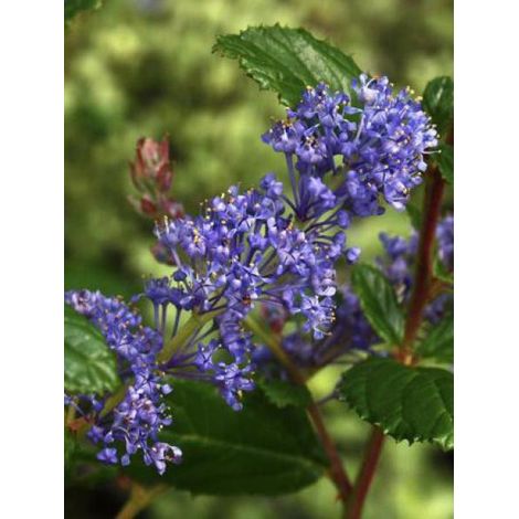 Céanothe, Lilas de Californie 'Autumnal Blue' Pot de 2L/3L (1/2)