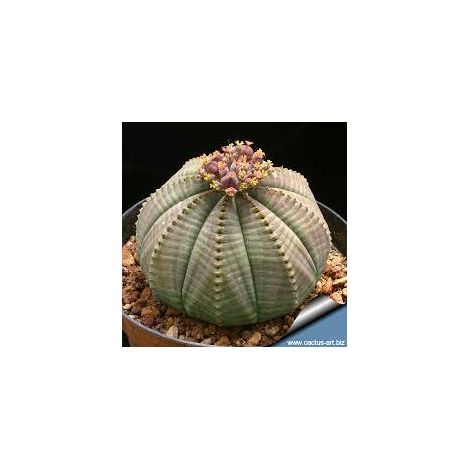Euphorbia obesa, vaso 5,5 cm, foto reali
