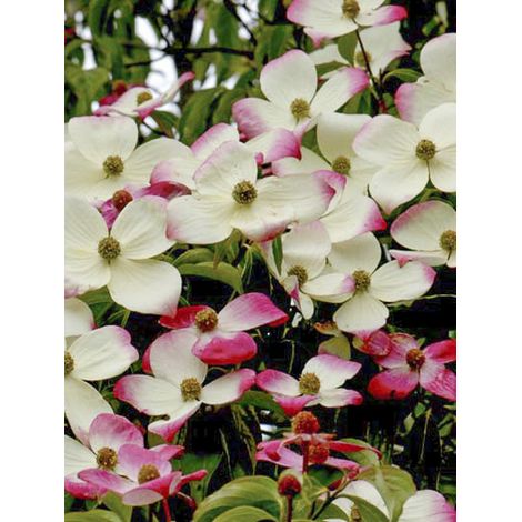 Cornouiller 'Norman Hadden' Pot de 4L/5L (1/2)