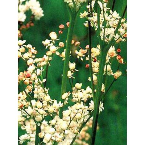 Filipendula vulgaris 'Plena' Godet de 8/9 cm (1/4)