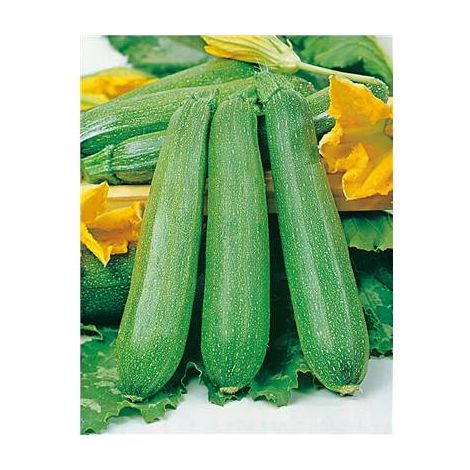 COURGETTE DIAMANT HF1 - 5 G