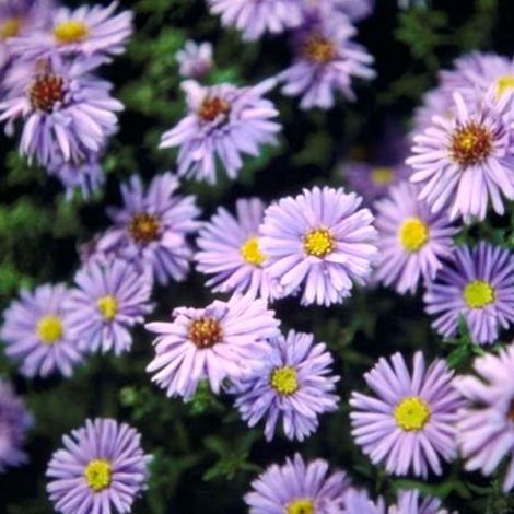 4 x Aster grand d'automne 'Marie Ballard' - godet 9x9 cm
