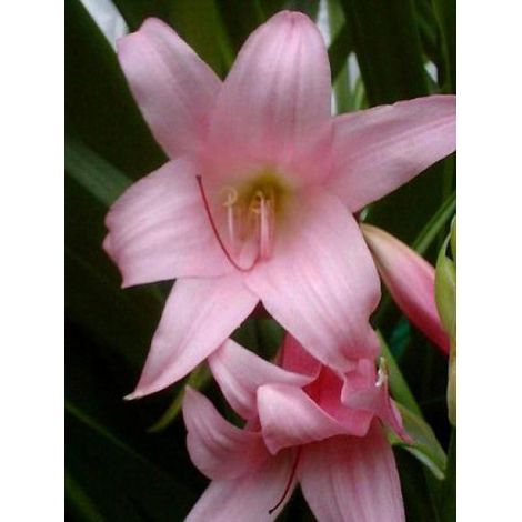 Crinum x powellii Bulbe calibre 24+