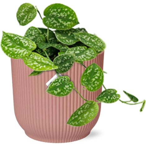 Scindapsus Pictus Argyraeus Plante d'Intérieur Dépolluante avec Pot 14 cm Rose - PANGIVO (1/5)