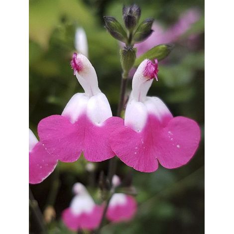Sauge à petites feuilles 'Pink Lips' Godet de 8/9 cm (1/4)